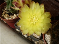 1da3eea9-Picture 5906.jpg